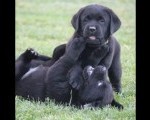 Crni štenci Labrador Retrivera